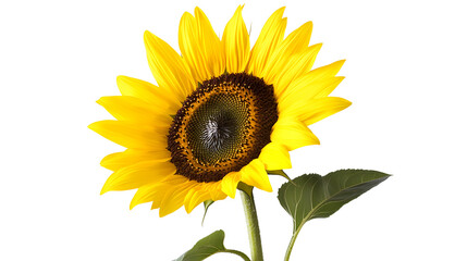 Fototapeta premium sunflower isolated on white background