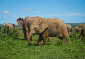 elephant in the savannah, addo elephant park, Port Elizabeth, Gqeberha, South Africa