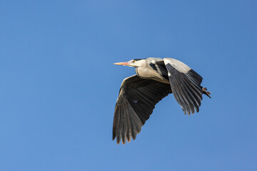 airone cenerino in volo
