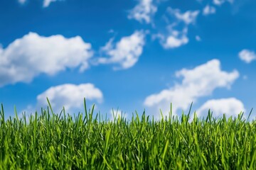 Fototapeta premium A field of green grass with a clear blue sky in the background
