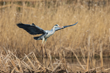 Airone cenerino in volo