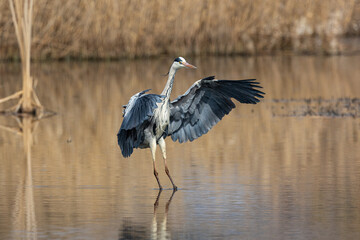 airone cenerino nello stagno. Parco Olona