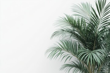 Obraz premium 3D Palm Tree Decor Isolated and White Background