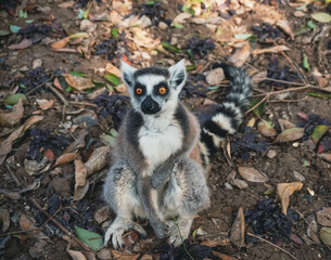 ring tailed lemur in Shanghai zoo