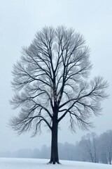 Bare branches of Tilia Americana against cold gray sky, frost, bare