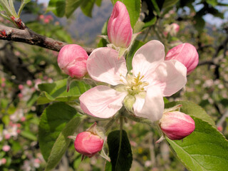 Apple Blossoms in Spring