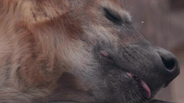 Closeup Of Hyena Panting