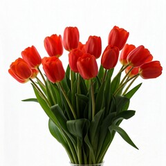 tulipa