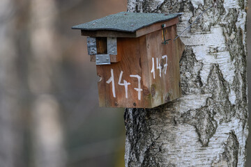 Birdhouse on a tree trunk in the forest.
