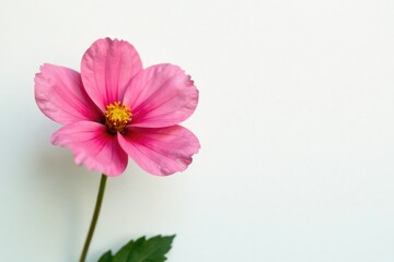 Bold and colorful blooms against a clean white backdrop, clean, nature, single bloom