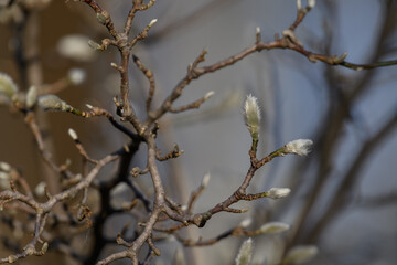 Vanhoutte spirea young shoots on twigs.
