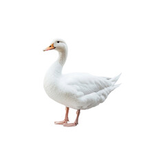 Obraz premium White duck isolated on transparent background