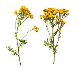Tansy herbal kit for medicinal uses and natural remedies. Tansy herb collection. Top view on white background.