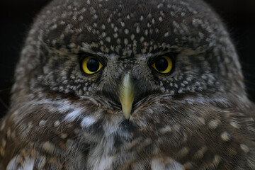 The smallest owl with a black background in detail on the head.
