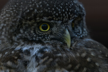 The smallest owl with a black background in detail on the head.
