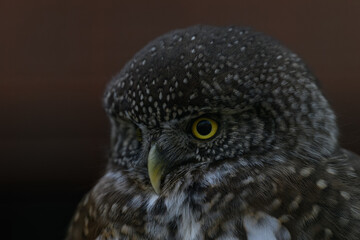 The smallest owl with a black background in detail on the head.
