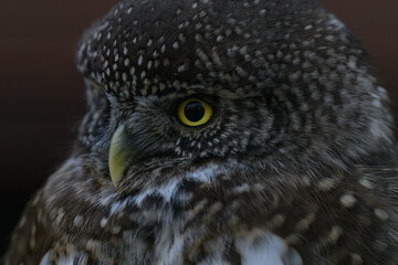 The smallest owl with a black background in detail on the head.
