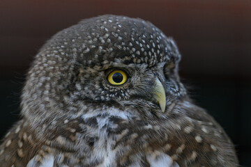 The smallest owl with a black background in detail on the head.
