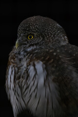 Little owl with a black background.
