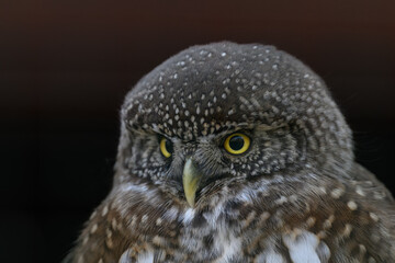 The smallest owl with a black background in detail on the head.
