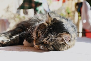 sleeping cat