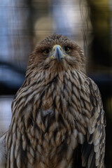 A sea eagle outside in an aviary observes the surroundings.
