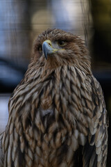 A sea eagle outside in an aviary observes the surroundings.
