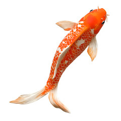 A bright orange koi fish swimming gracefully on white background