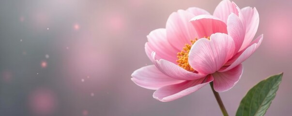 A delicate peony blossom in a soft pastel color, sophisticated, floral