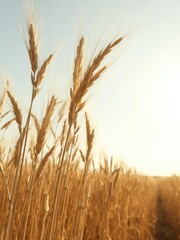 Fototapeta premium Golden wheat field with tall stalks swaying in the breeze under a bright sunny sky, sunny skies, beautiful