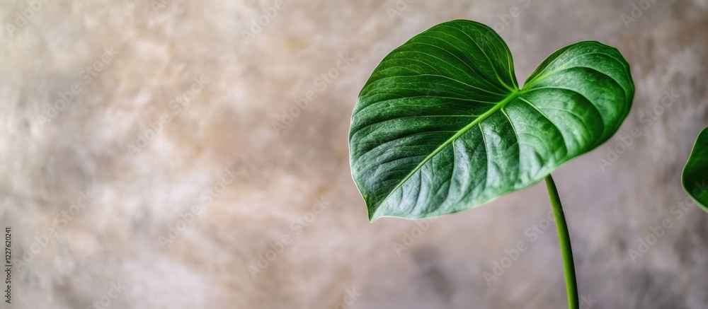 Poster close up of fresh green leaf in indoor setting with soft background empty space for text or graphic 