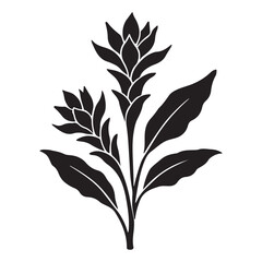 Elegant Silhouette Illustration of Blooming Ginger Flower