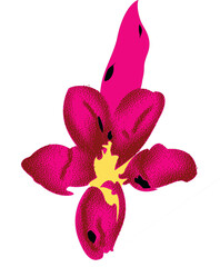 Magenta flower with dotted texture on dark background.