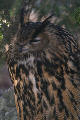 Great horned owl outside by the spruce tree.
