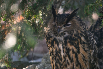Great horned owl outside by the spruce tree.
