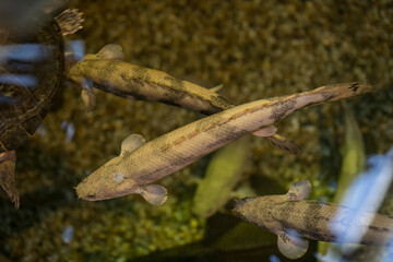 View of adult bichir fish in water.
