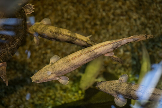 View of adult bichir fish in water.
