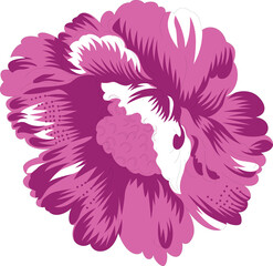 Illustration of a pink and white peony on a black background.