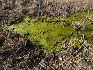 Green algae or Chlorophyta aquatic flora. Close-up of green algae, green texture on the surface of water. Greening of the water due to algae. Bloom of yellow algae, algal bloom. Environmental problem.