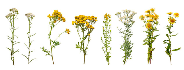 Medicinal Herb Set: Yarrow, Tansy, Elecampane, St. John's Wort. Top View on White Background