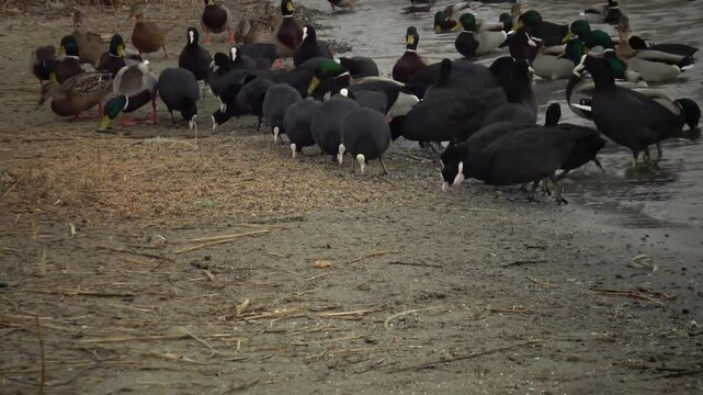 Coot Fulica atra pecking grain on the shore
