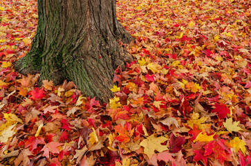 falls leaves on the ground