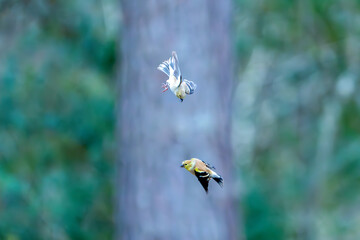 Two American Goldfinch Birds fighting in flight. The birds have their Talons out and aggressively pursuing each other in the forest.