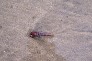 A lone auger shell rests upon a tranquil, sandy beach, its vibrant, multicolored spire contrasting...