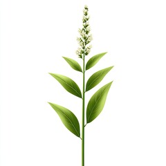 Fototapeta premium Vertical Green Plant Stem with White Flowers Isolated on White Background for Natural Theme Usage