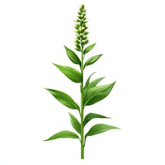 Obraz premium Detailed Illustration of a Green Plant with Tall Stem and Leaves on a White Background