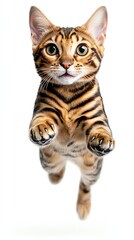 a Bengal cat jumping midair, highspeed photography effect, ultrarealistic, isolated on white background