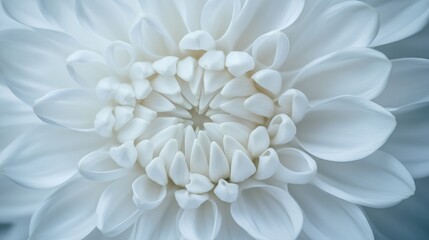 Delicate close-up of a blooming white flower featuring intricate petal patterns in a serene natural setting.