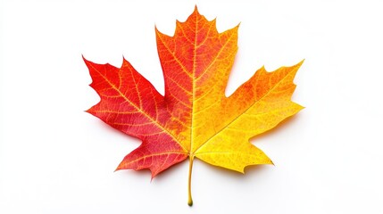 Fototapeta premium Vibrant autumn maple leaf showcasing yellow, red, and orange hues against a clean white background for seasonal nature themes.