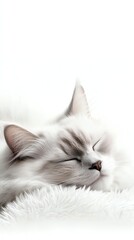 Obraz premium a Ragdoll cat lying on a fluffy pillow, dreamy softfocus effect, digital painting, isolated on white background